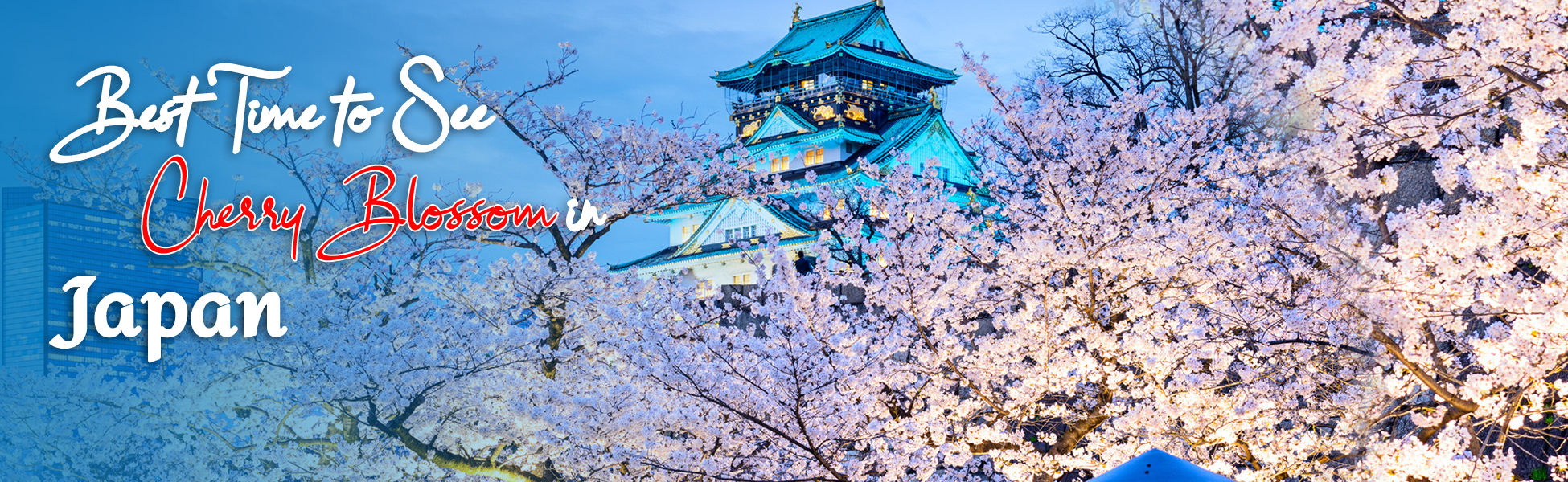Best Time to See Cherry Blossom in Japan